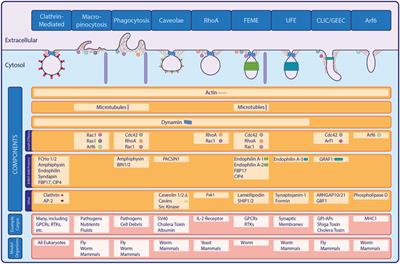 A CIE change in our understanding of endocytic mechanisms